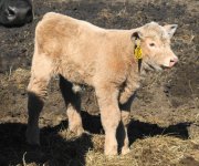 4307-MONOPOLY  X 453 Charolais donor cow .JPG