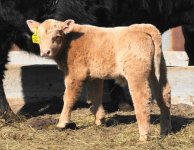 4303--MONOPOLY X 453-(Charolais donor ).JPG