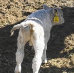 4326---JESSE JAMES CALF X CARNAC DAUGHTER .JPG