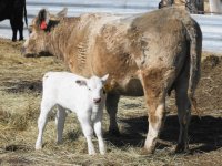 MUDDY WATER daughter with heifer calf .JPG