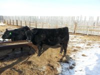 Steer.jpg