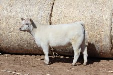 white heifer.jpg