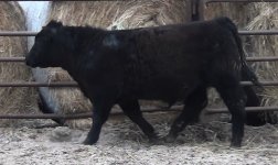 WA STEER -2A+.JPG