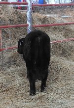 Unst.Heifer#001 (2).jpg
