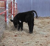 Unst.Heifer#001-1 (2).jpg