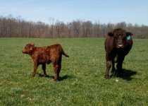 Renegade heifer calf.jpg