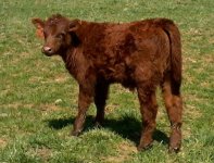 Renegade bull calf 757.jpg