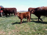 Renegade bull calf 727 resize.jpg