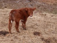 Shorthorn x Galloway x Angus.JPG