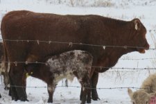 Newbiggon Jumbo x Frimley Norma May ET bull.jpg