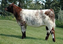 Diamond UptownSusan 2U calf pic.jpg