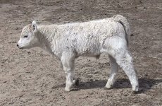 jesse james calf .JPG