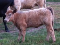 calf1.jpg