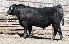 LOT 68  GRANDMATER X  ANGUS cow  april 2 year old .JPG