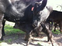 grace new calf.jpg