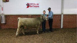 Solid Gold Heifer.jpg
