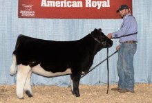 RM Heifer Champion.JPG