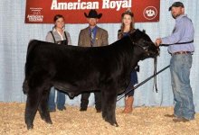 Reserve Champion Bull.JPG