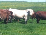 Herbourne B Manitoba Gus 13Z north pasture.jpg