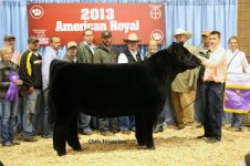 d56a9__2013+American+Royal+-+Grand+Champion+Steer.jpg