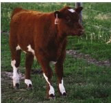 President 26a calf.jpg