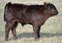 4714 Bull calf 042914.jpg