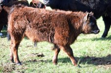 4714 bull calf 061214.jpg