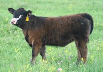 MAB X 8820  heifer   2014.JPG