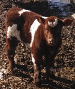 LS calf.jpg