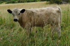 shorthorn x galloway x angus 2.jpg