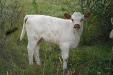 Shorthorn x galloway x shorthorn.jpg