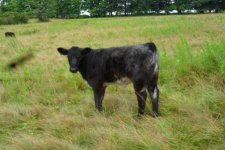 White Shorthorn x Black Galloway heifer.jpg
