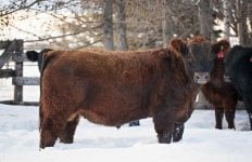 Red Galloway X Red Angus.jpg