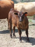 Galloway X Char X Red Angus.jpg