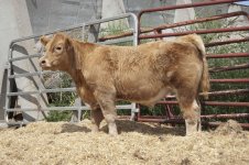 743 steer.JPG