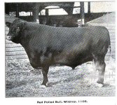 red poll 1897.jpeg