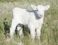 SOLID GOLD BULLCALF .JPG