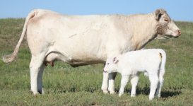 774 -SG bull calf .JPG