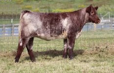 shorthorn[1].jpg