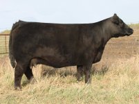 IMG_0442_Gonnett_Cow[1].jpg
