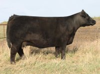 IMG_0442_Gonnett_Cow[1].jpg