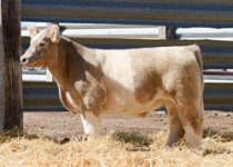 Texas Tornado steer.jpg