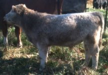 Smoke steer.jpg