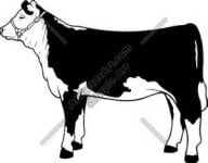 Herf heifer clip art.jpg