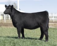 RM x Sooner Heifer.JPG