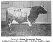 prime steer 1904.jpeg