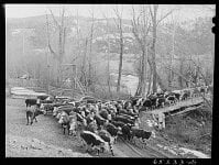 bitterroot valley.jpg