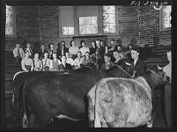 shorthorn class.jpg