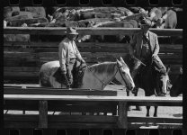 buyers at denver stockyards.jpg