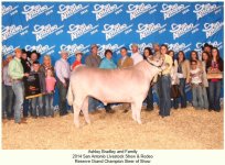 reserve steer san antonio 2014.jpg